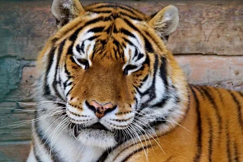 From Delhi: Private 3-Day Ranthambore Wildlife Safari Tour