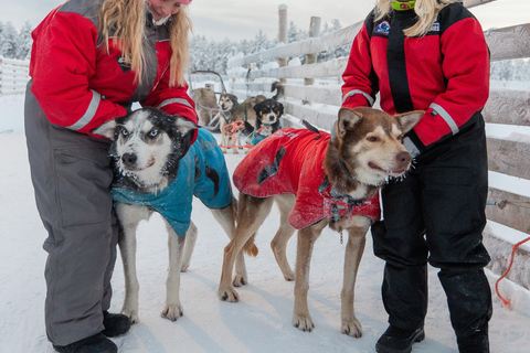 Rovaniemi: Spüre die Geschwindigkeit der Huskys