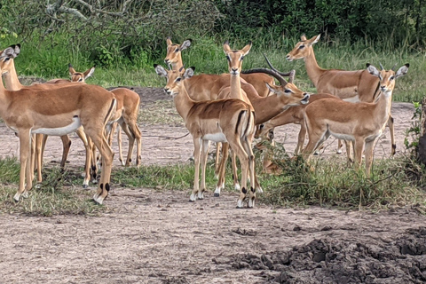 Een driedaagse wildsafari in Akagera