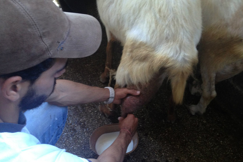 Von Mykonos aus: Ano Mera Farm Tour mit Klosterbesuch