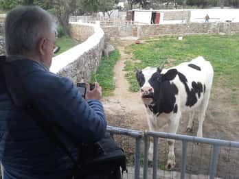 Au départ de Mykonos : Visite de la ferme d'Ano Mera