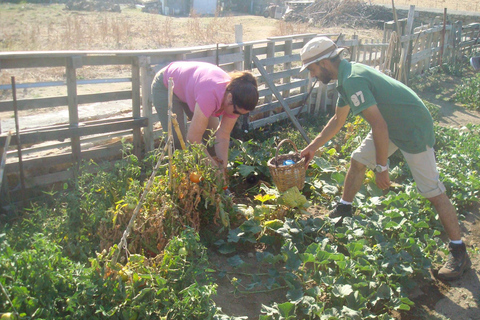 Van Mykonos: Ano Mera Farm Tour met kloosterbezoek