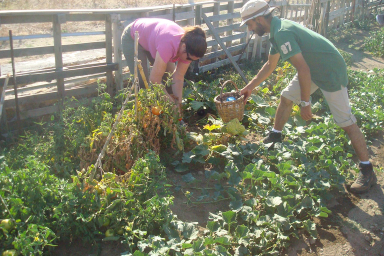 From Mykonos: Ano Mera Farm Tour with Monastery Visit