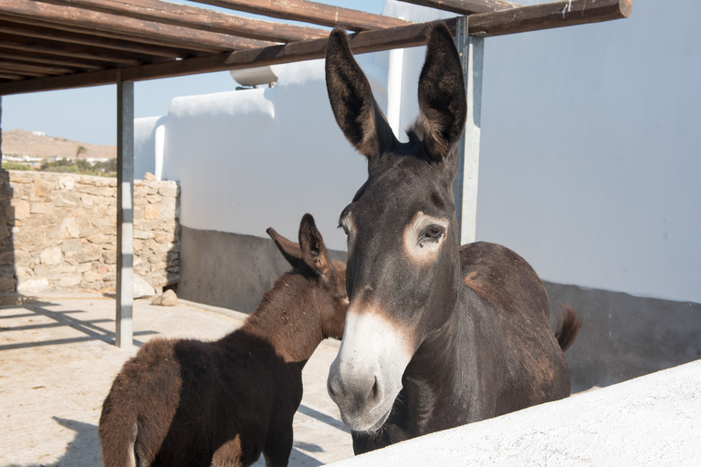 From Mykonos: Ano Mera Farm Tour with Monastery Visit