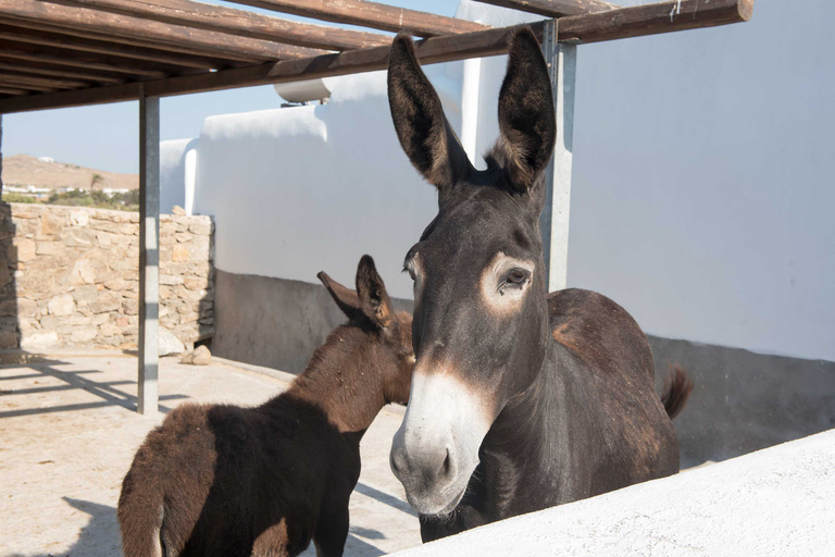 Von Mykonos aus: Ano Mera Farm Tour mit Klosterbesuch