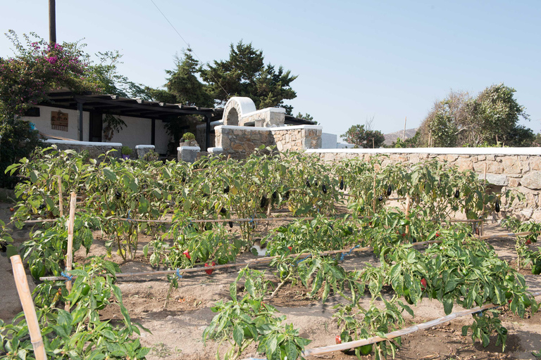 Van Mykonos: Ano Mera Farm Tour met kloosterbezoek