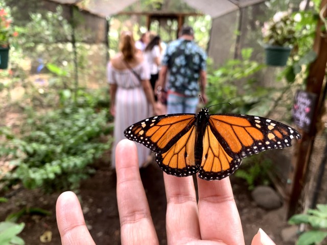 Visit Maui Interactive Butterfly Farm Entrance Ticket in Maui