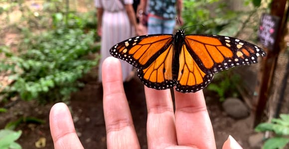 Maui: Interactive Butterfly Farm Entrance Ticket