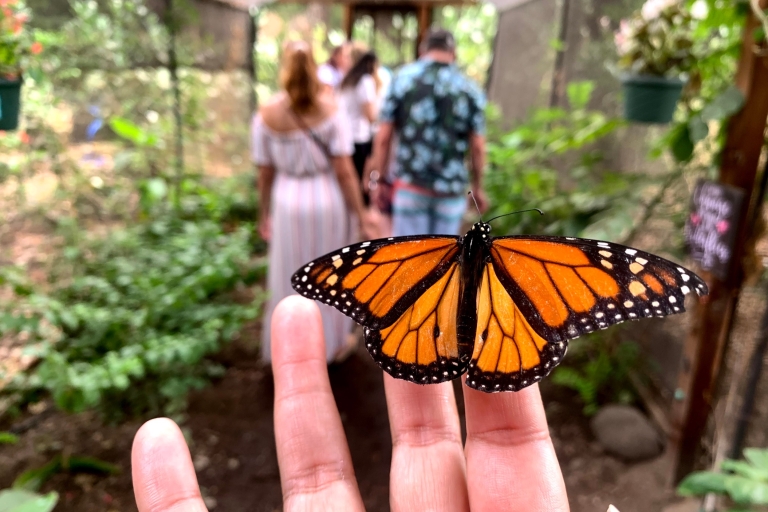 Maui: Interactive Butterfly Farm Entrance Ticket Maui Butterfly Farm Tour
