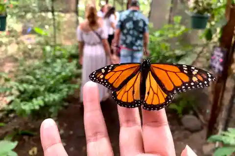 Maui: Interactive Butterfly Farm Entrance Ticket