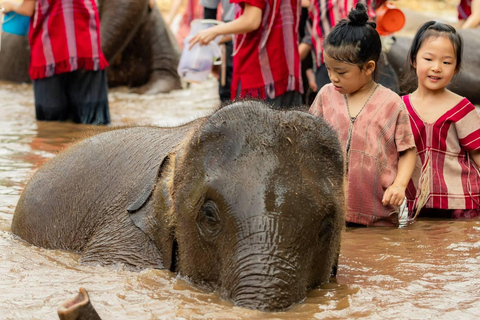 Chiang Mai : Elefantenpflege Elefanten Eco Park