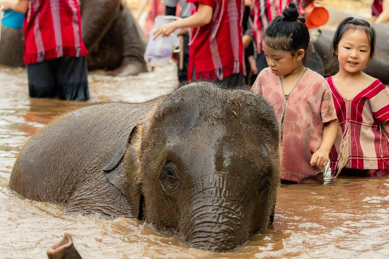 Chiang Mai : Olifantenopvang Elephant Eco Park