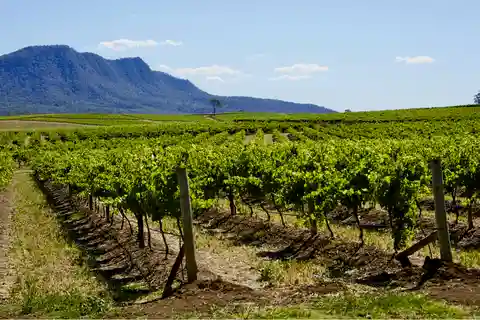 Sydney: Viagem de 1 dia às vinícolas de Hunter Valley com degustações de alimentos