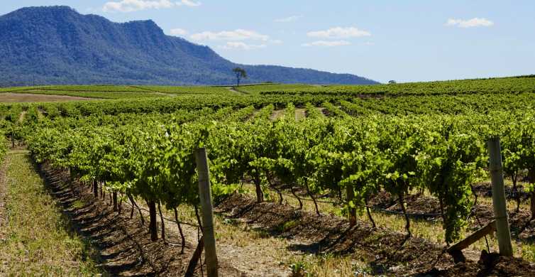 Sydney Hunter Valley Wineries Day Trip with Food Tastings