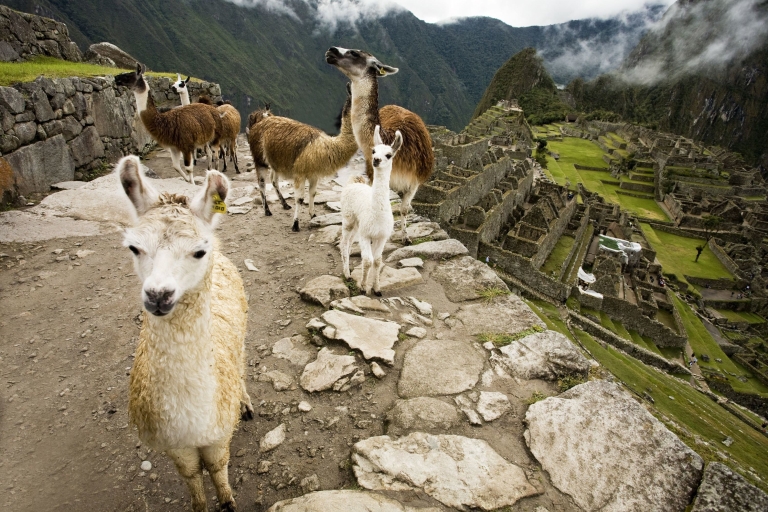 De Cusco: excursion privée d'une journée au Machu Picchu en train panoramique