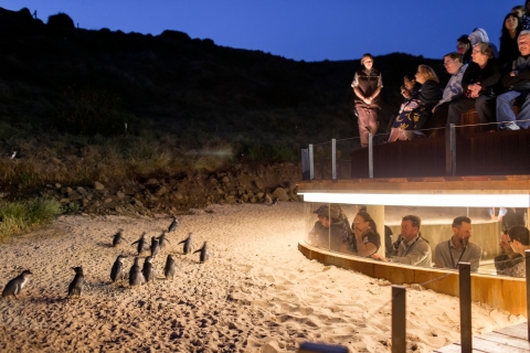 Melbourne: tour privado por la isla Phillip y el desfile de pingüinosTour privado para grupos pequeños