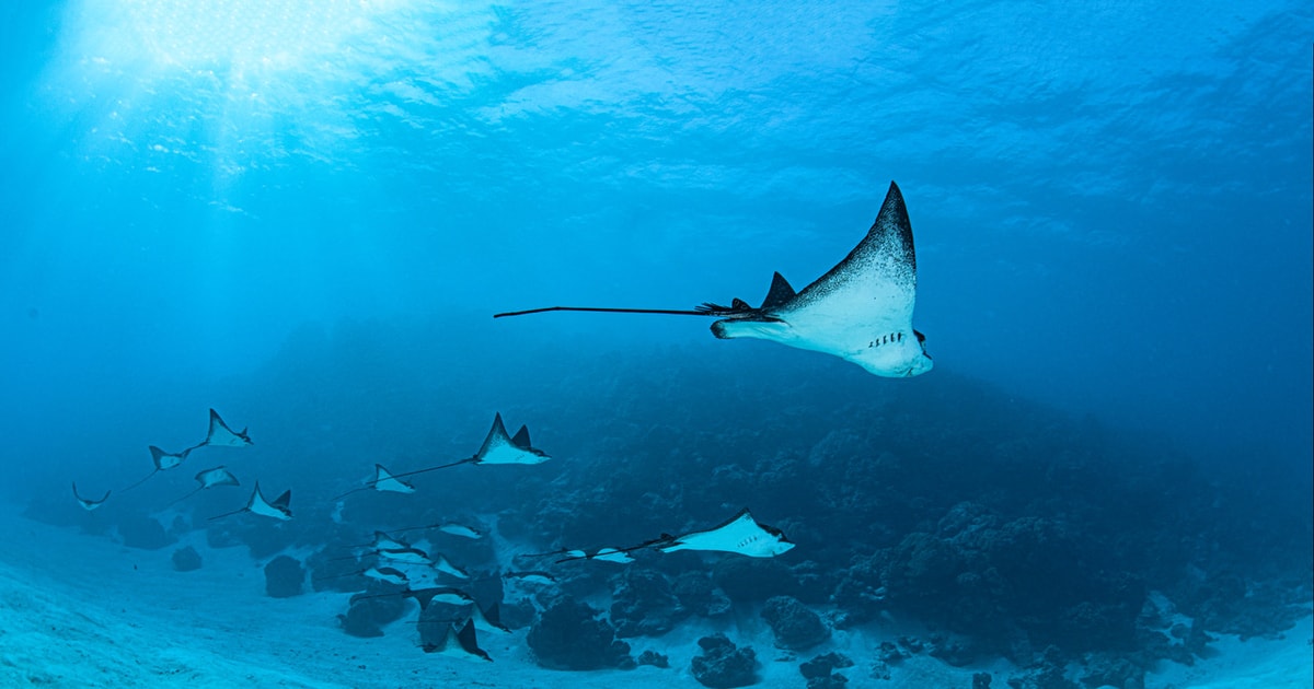 Privéboot voor uw romantische duik in Bora Bora GetYourGuide