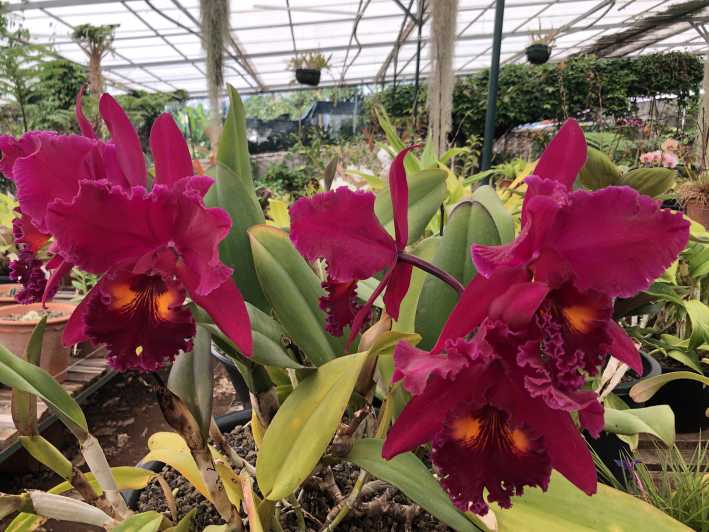 Madeira: Tour Privado Pregetter Orchid Collection | GetYourGuide