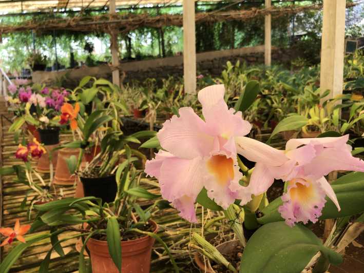 Madeira: Tour Privado Pregetter Orchid Collection | GetYourGuide
