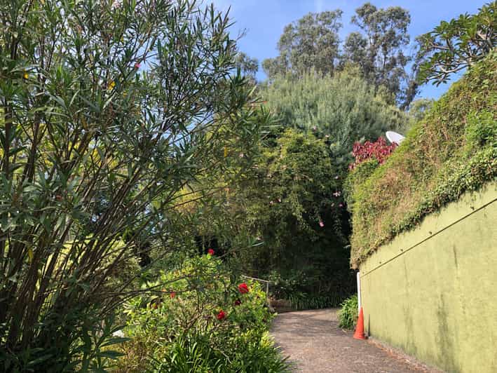 Madeira Guided and Private Tour of Jasmine Tea House GetYourGuide