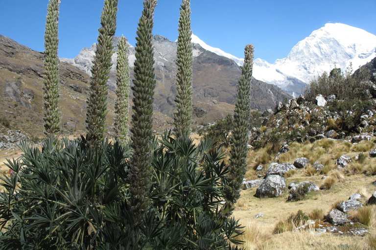 From Huaraz: 3-Day Llanganuco Lakes and Lake 69 Trek
