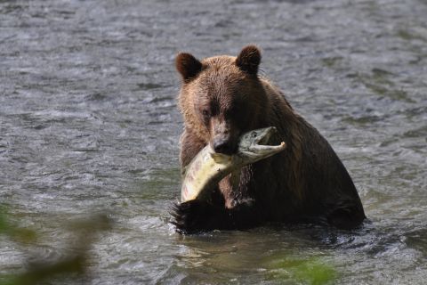 Campbell River: Bute Inlet Grizzly-Beobachtungstour & Bootsfahrt