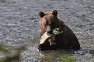 Campbell River image