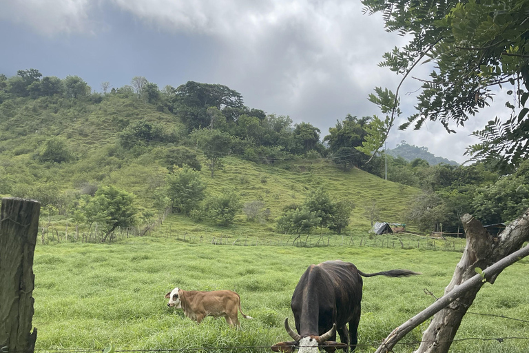 Minca: Coffee Farm and Hidden Waterfall Tour with Lunch