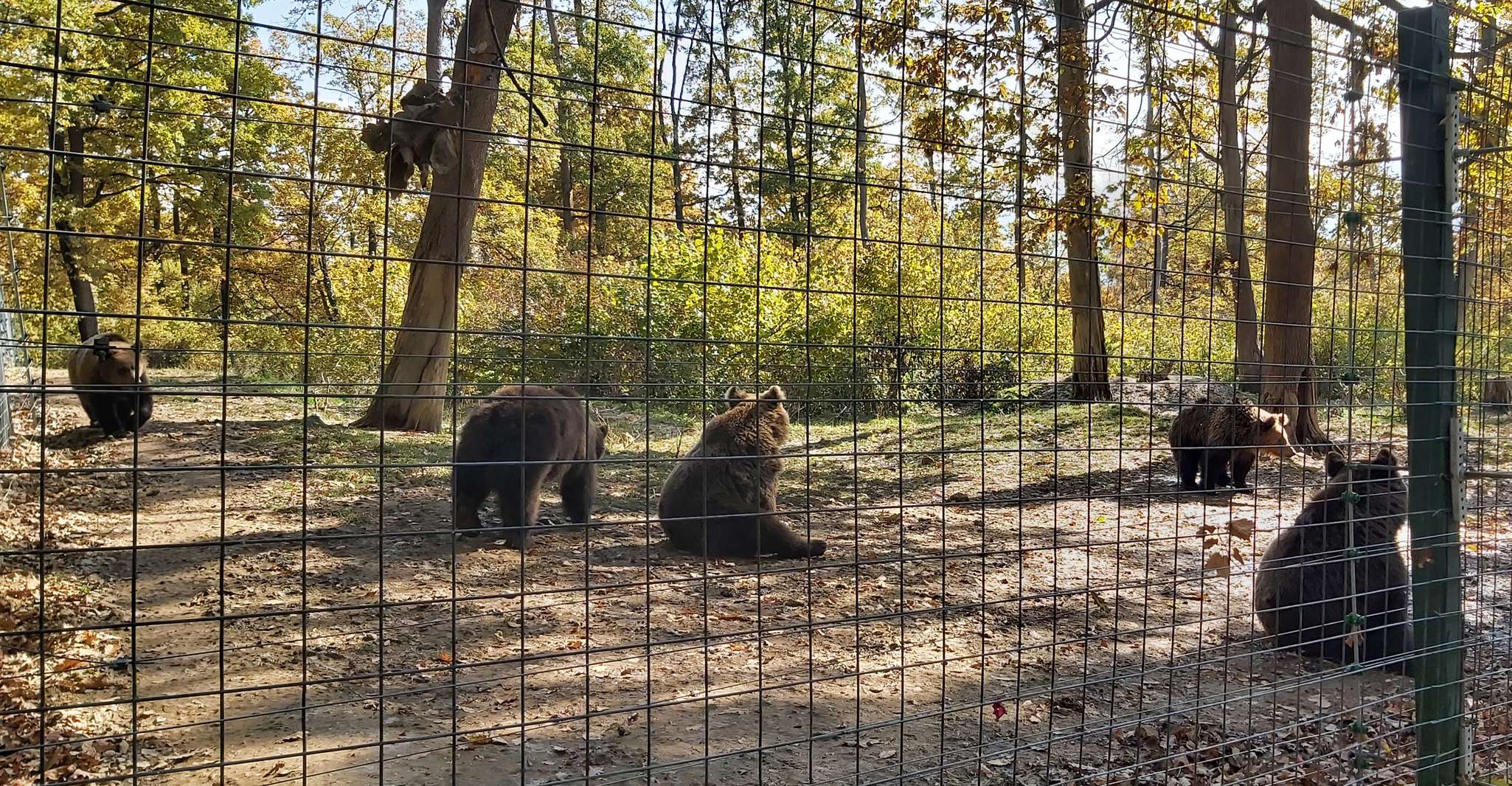 Bear Sanctuary-Bran Castle-Rasnov Fortress from Brasov - Housity