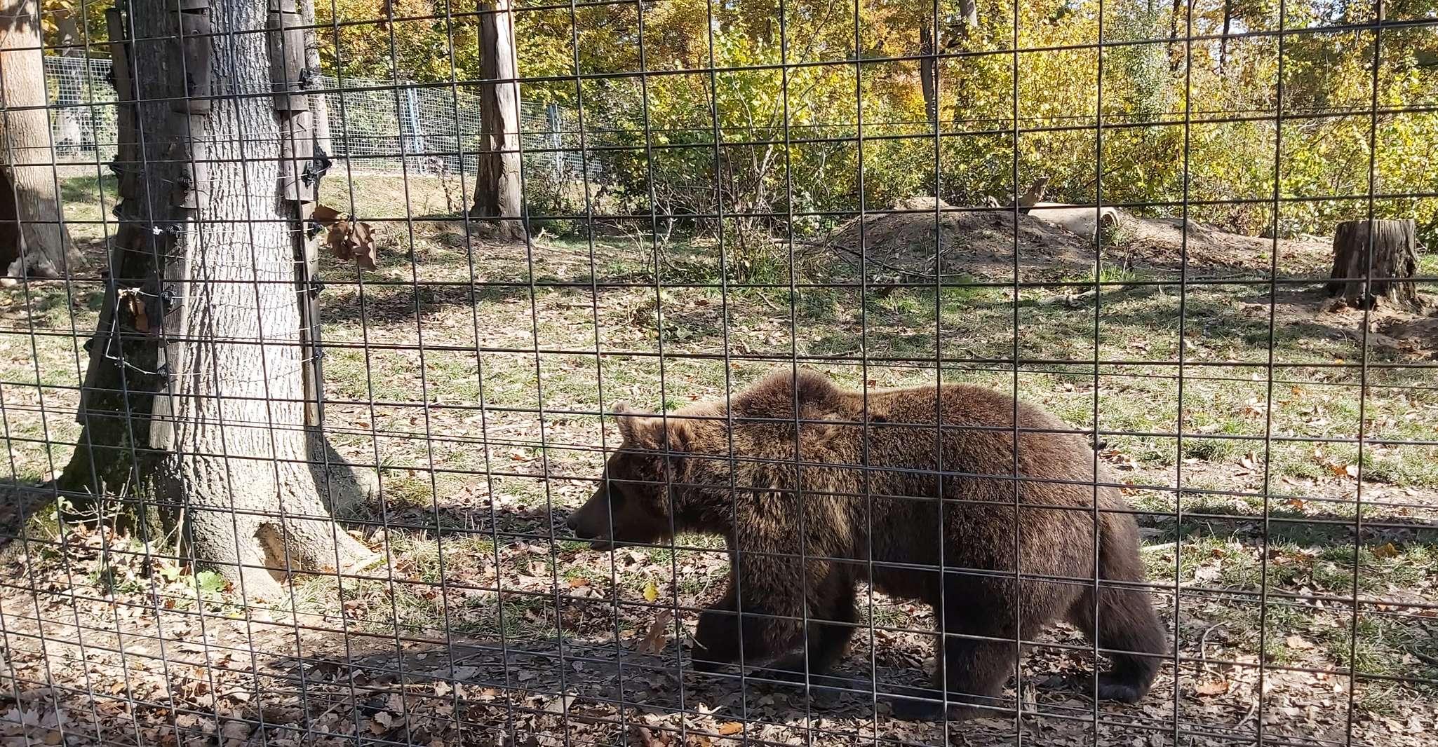 Bear Sanctuary-Bran Castle-Rasnov Fortress from Brasov - Housity