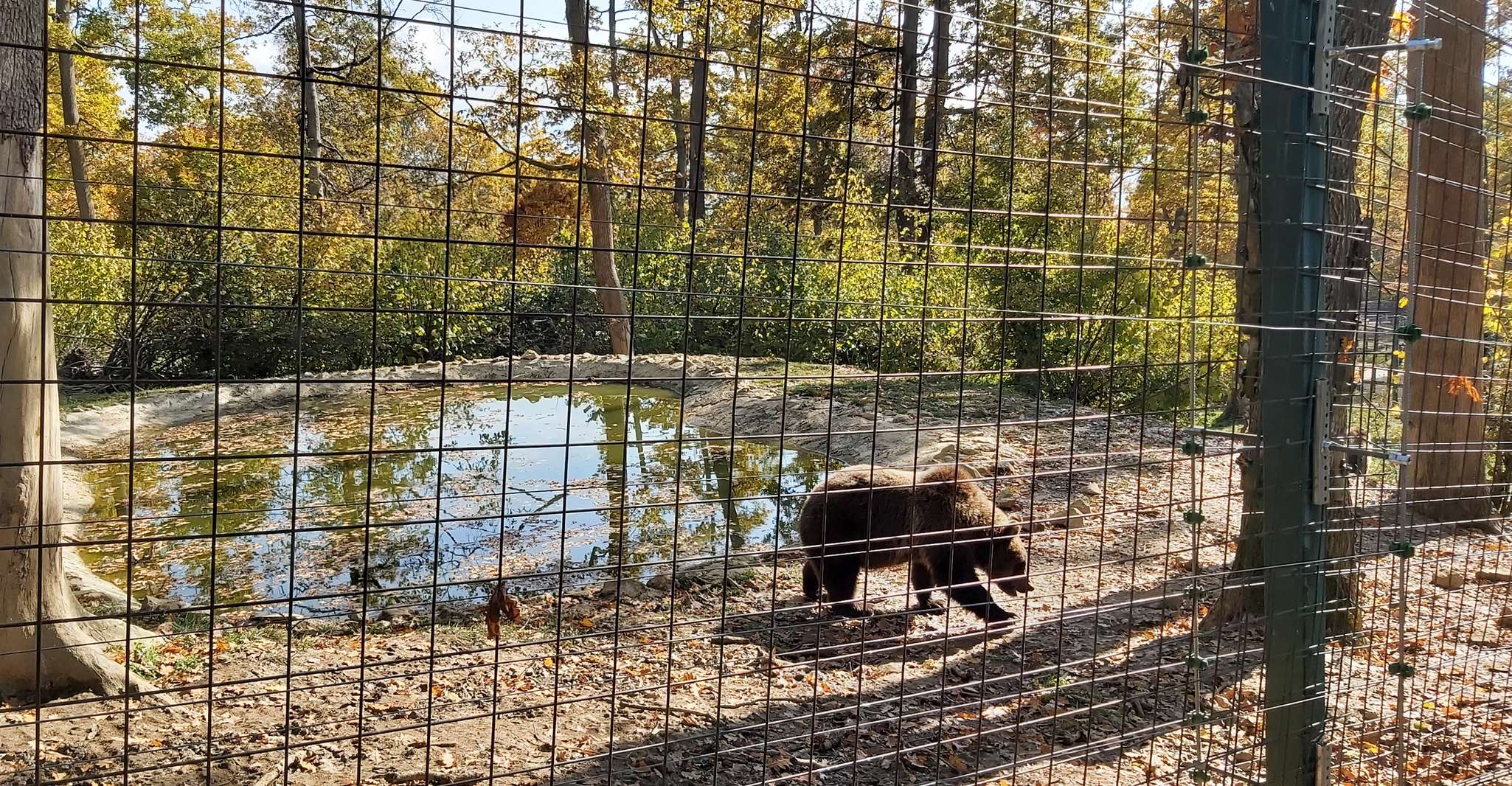 Bear Sanctuary-Bran Castle-Rasnov Fortress from Brasov - Housity