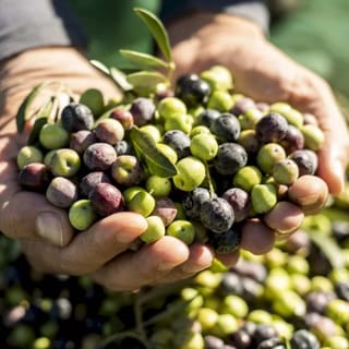 Conversano: Extra Virgin Olive Oil Food Tour with Tasting