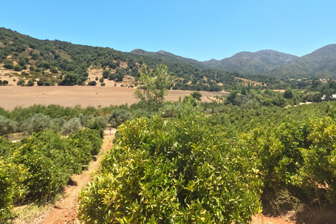 Curacaví Valley: Private Wine Tour of Viña Lopez Pangue and El Cuadro Curacaví Valley: Private Wine Route Tour - Viña Lopez Pangue and El Cuadro