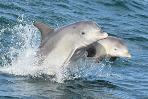 Mandurah: Delfin- und Sightseeing-Bootsfahrt & Lunch-Option