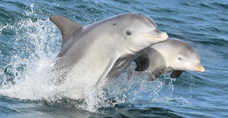 Mandurah: Delfiini- ja näköalaristeily valinnaisella lounaalla.