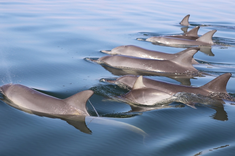 Mandurah: croisière avec dauphins et vues avec déjeuner en option