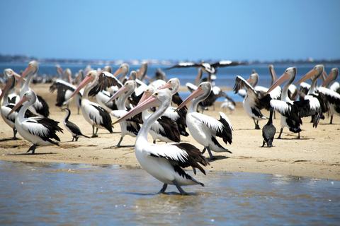 Mandurah: crucero con delfines y vistas y almuerzo opcional