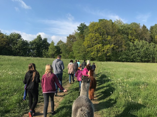 Visit Sohland an der Spree Walk with an Alpaca in Krásná Lípa