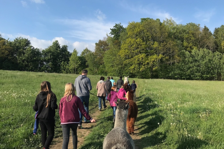 Sohland an der Spree: wandelen met een alpaca