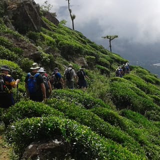 Bandarawela: Tea Plantation Visit with Picnic Lunch