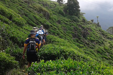 Bandarawela: visita a la plantación de té con almuerzo campestre