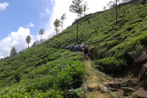 Bandarawela: visita a la plantación de té con almuerzo campestre