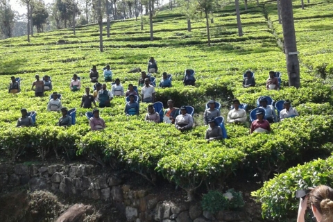 Bandarawela: Tea Plantation Visit with Picnic Lunch