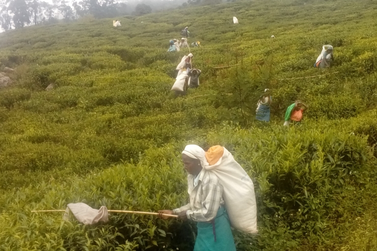 Bandarawela: visita a la plantación de té con almuerzo campestre
