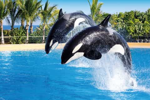 Puerto de la Cruz: Loro Parque Entry Ticket and Shows