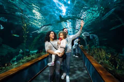 Puerto de la Cruz: Loro Parque Entry Ticket and Shows