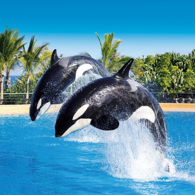 Loro Parque and Siam Park Combined Admission Tickets