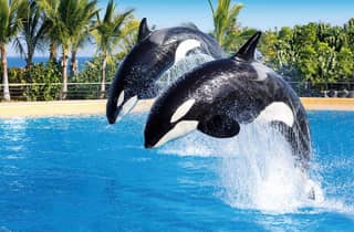 Biglietti d'ingresso combinati per il Loro Parque e il Siam Park