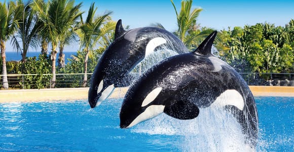 Loro Parque and Siam Park Combined Admission Tickets