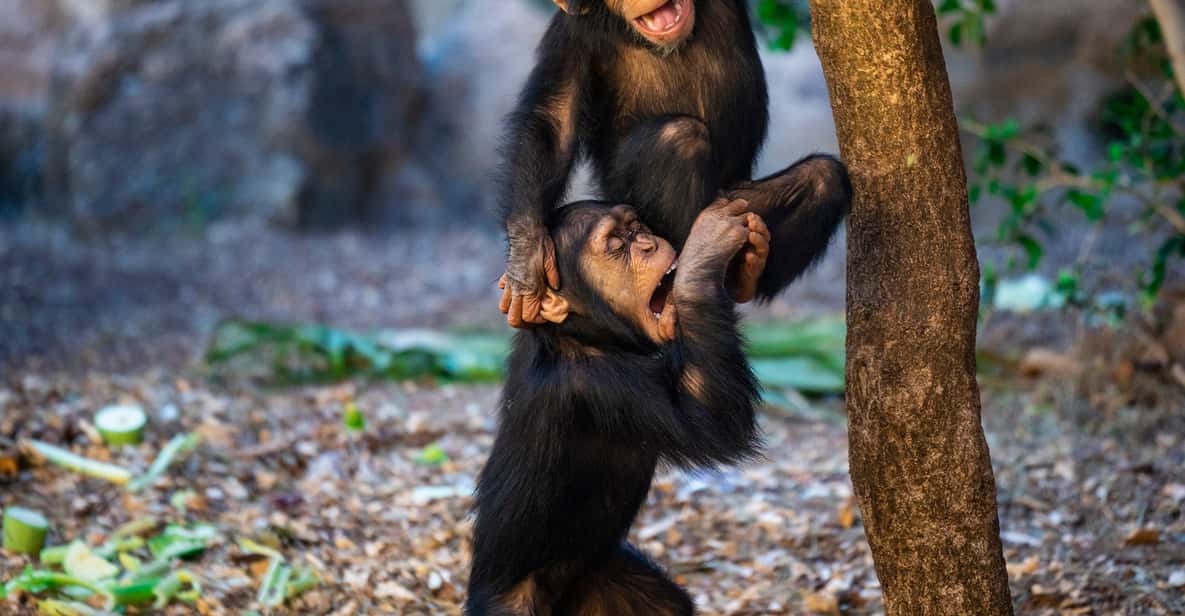 Afbeelding 5 van Gecombineerde toegangstickets voor Loro Parque en Siam Park